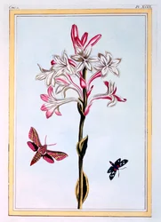 Tuberose